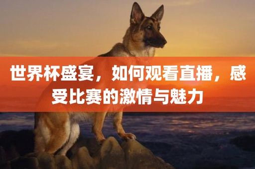 世界杯盛宴，如何观看直播，感受比赛的激情与魅力
