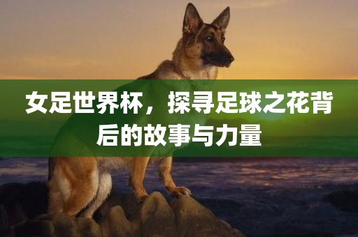 女足世界杯，探寻足球之花背后的故事与力量
